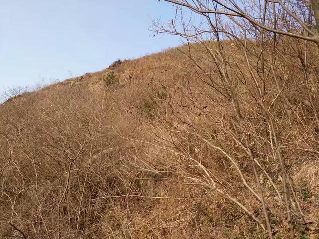 我住在山区，想建一个野生山鸡养殖场，不知道是否可行？