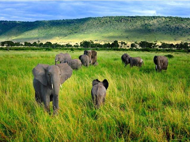 穿越在非洲丛林中,欣赏动物家园,这里就是肯尼亚王国!