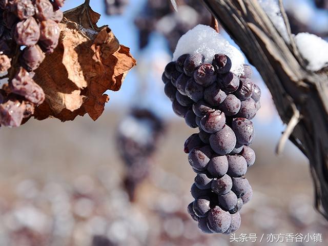 植物百科:冰葡萄冰天雪地仍存活60天只为自然萃取精华