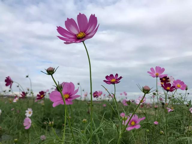 三亚水稻国家公园获“中国最佳新型旅游项目奖”提名奖