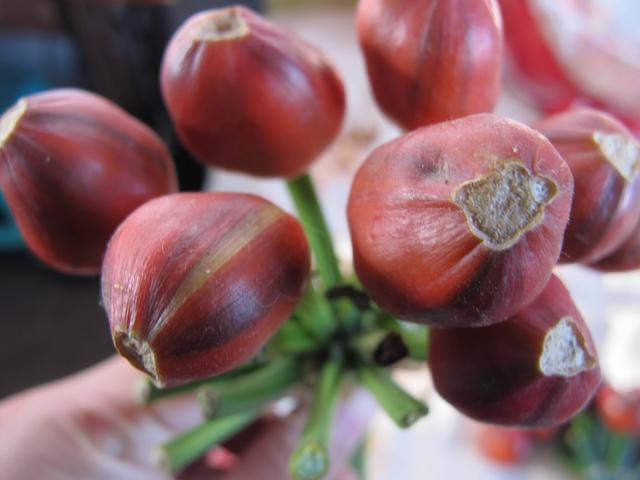 君子兰花后要不要让结种子?结种子有哪些优缺点