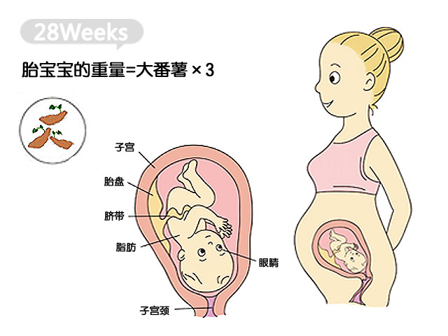 怀孕28周胎儿臀位胎位是不是固定了还能转过来吗