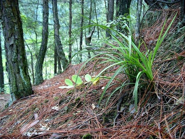 正文        野生兰花也叫"下山兰",很多人喜欢养野生兰花,从山上挖来