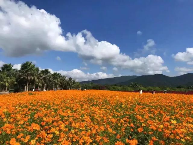 三亚有一片向日葵花海,正惊艳绽放,春节待你而来!