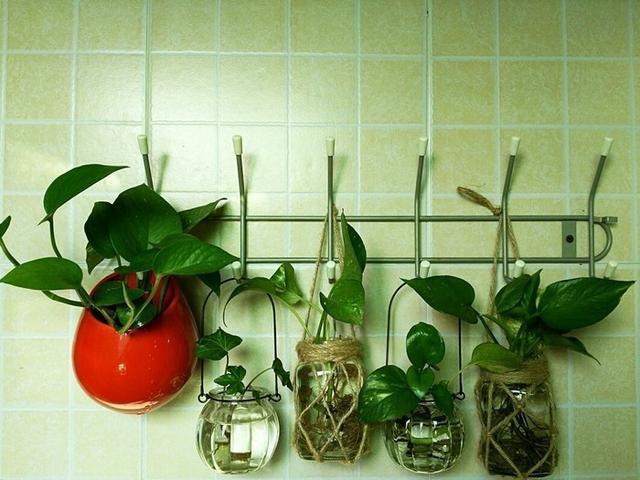 花友家养最多的6种花，掌握养护知识，想养死都难