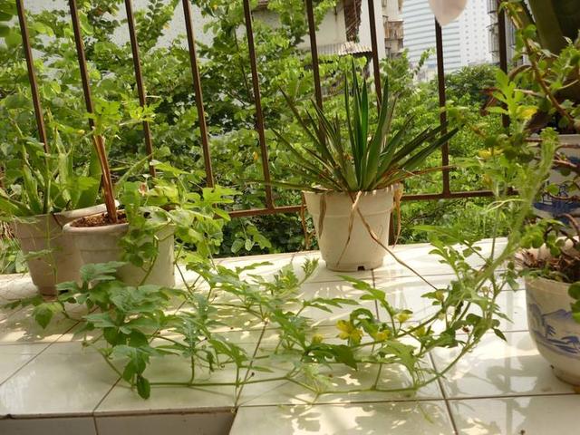 ?几种方法,帮你布局好花园!|阳台|花盆 .