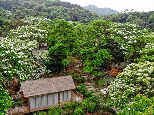 超美!增城这个地方下“雪”啦!|增城|二龙山|油桐树_新浪新闻