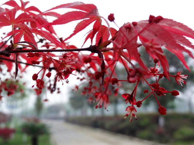 形成了红芽海岛罗汉松的四季红叶