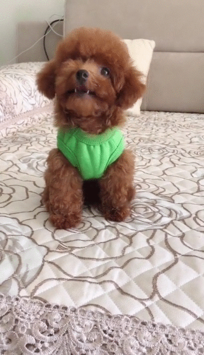 壁纸 动物 狗 狗狗 409_712 竖版 竖屏 手机 gif 动态图 动图