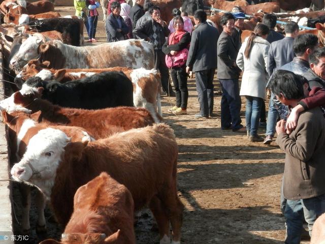 2019年禁养令已下达!这三种农民将取消养