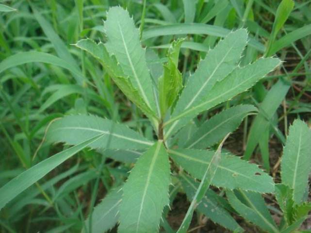 这种路旁带 刺 植物 全草可吃 营养丰富 是天然维生素