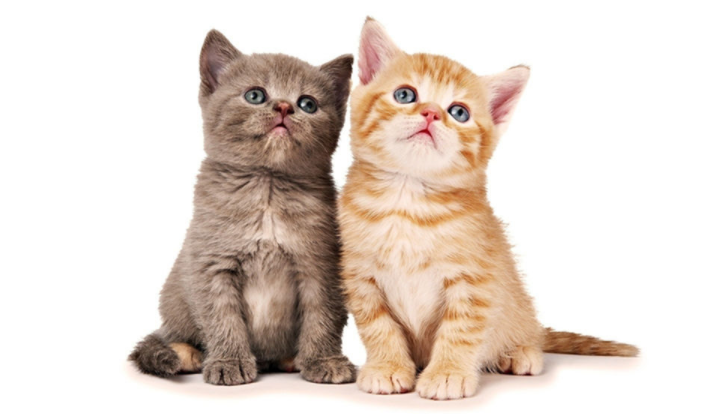 俗语男不招猫,女不逗狗,为什么会这么说,有道