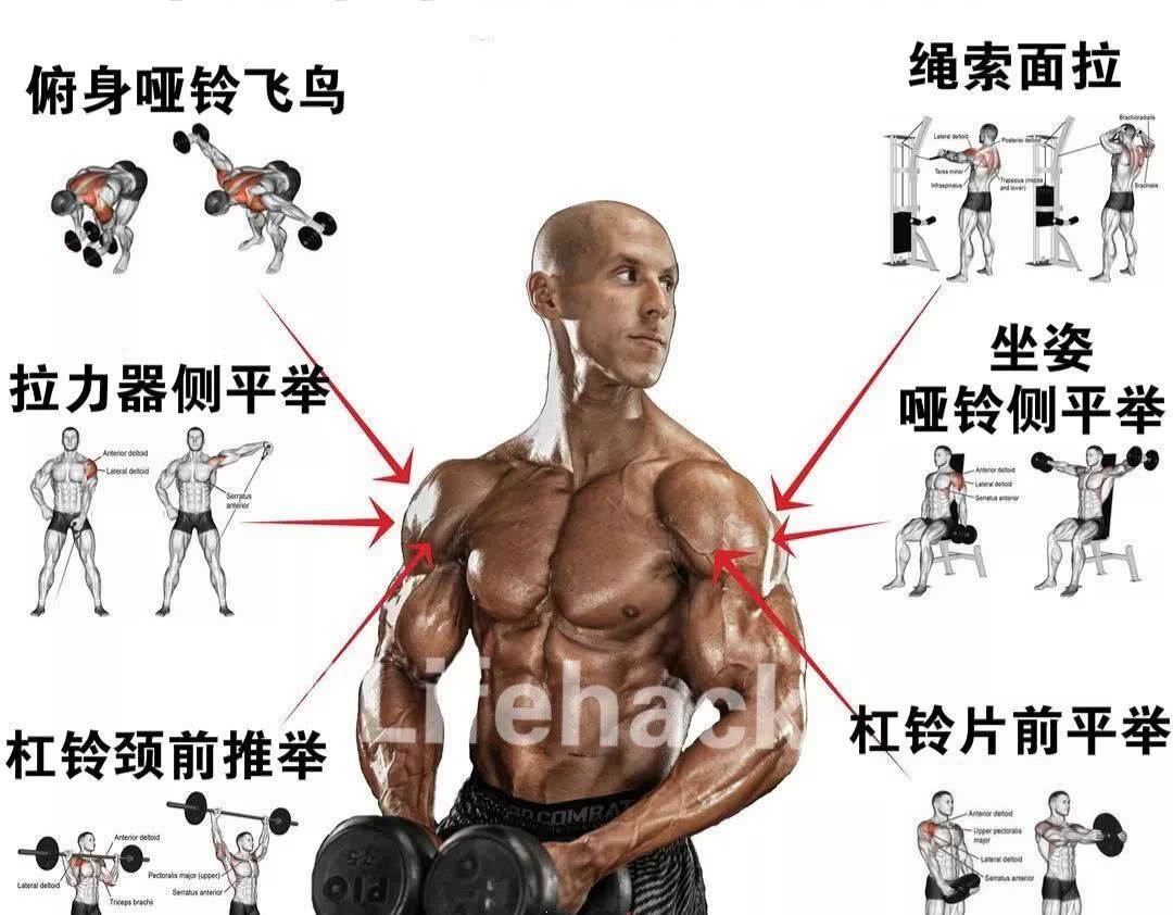 全身各部位肌肉训练动作图解,从此撸铁不求人!