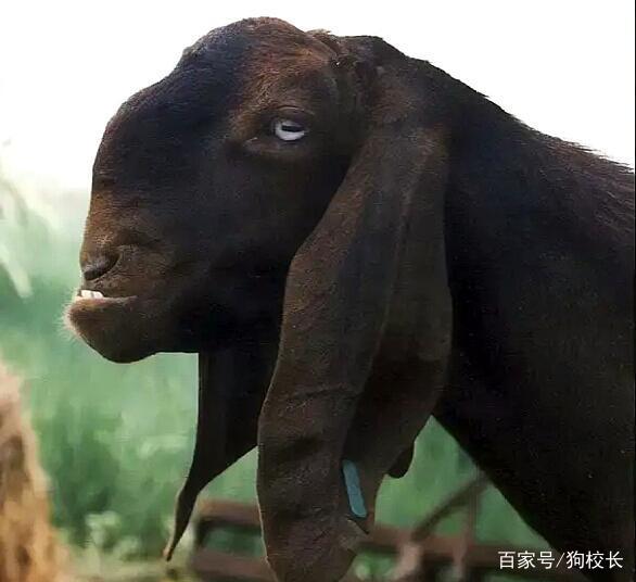世界上最丑的羊,大马士革山羊,售价高达45万