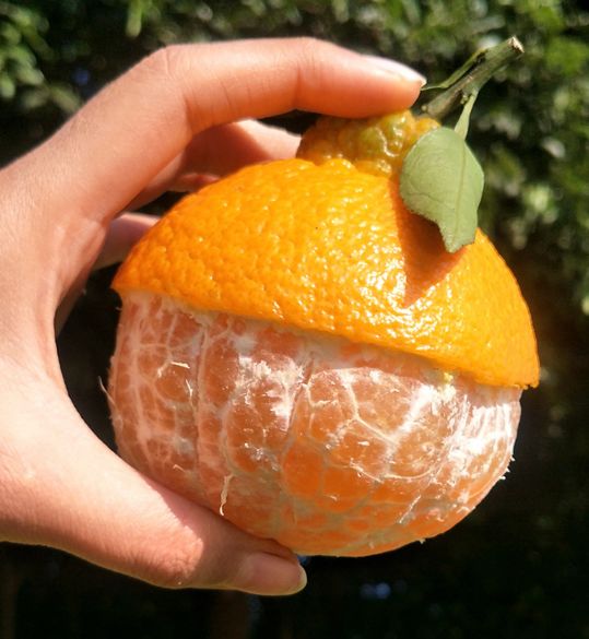 大有来头的“丑八怪”,四川不知火丑橘来袭!吃一次,就能上瘾