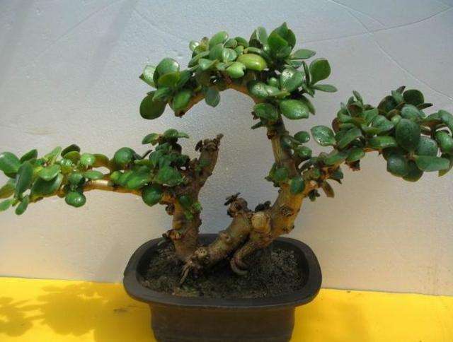 “玉树”这么养，枝条粗又壮，能活几十年，转眼成老桩！