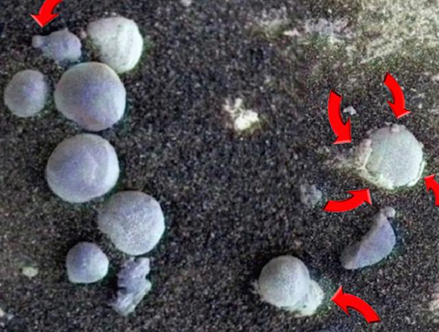 火星上发现疑似生命体的蘑菇,并在慢慢长大