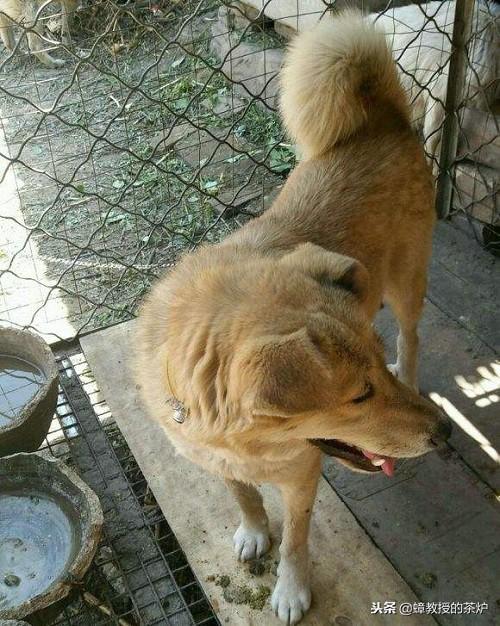 中国十大“猛犬”：个个凶猛无比，藏獒也只能屈居第二