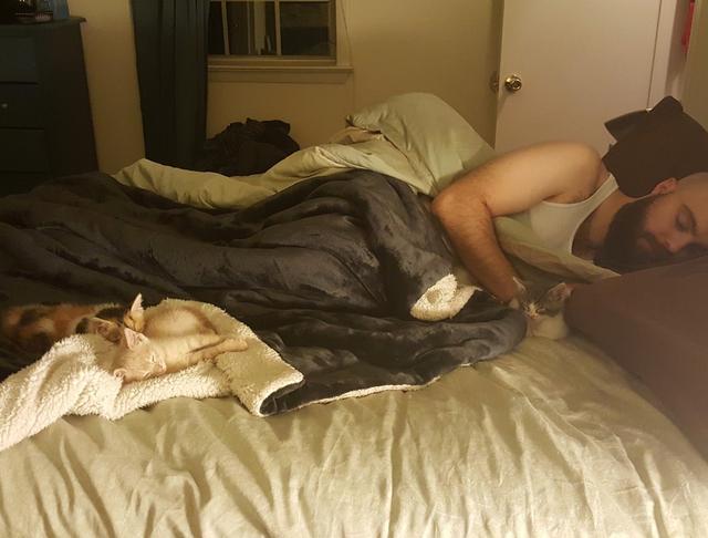 有时小猫大剌剌的往床上一躺,害的主人自己都没有睡觉的地方,只能蜷缩
