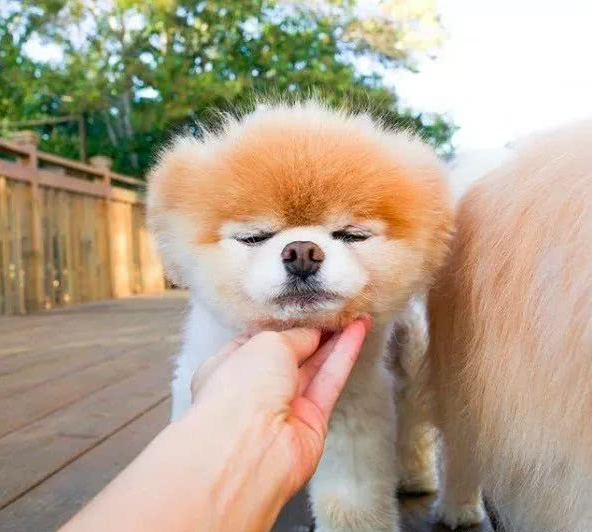 有1600万粉丝的全球最可爱狗狗去世，粉丝们心碎了