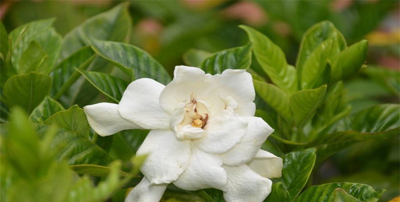 河南南阳的一个百万人口大县,实力在南阳第一