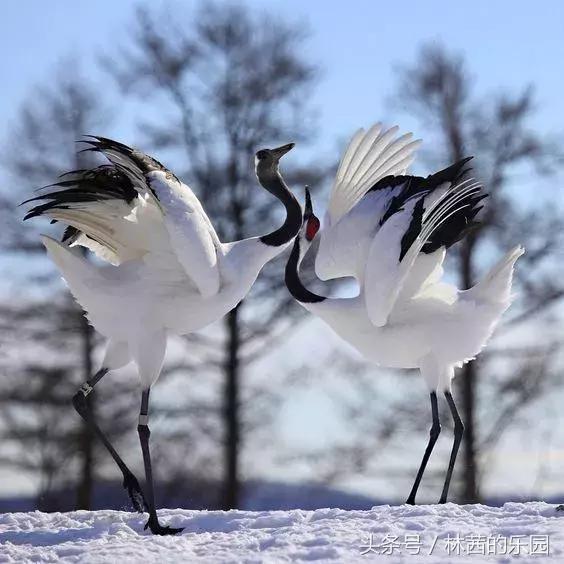 歌咏仙鹤的诗词,鹤舞九天,绿水映仙姿;晴空飞鹤