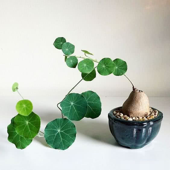 山乌龟就是不发芽，你是要成仙呀