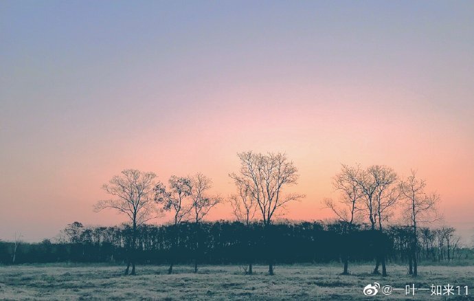 無錫的樹，站在蕭瑟的冬日里