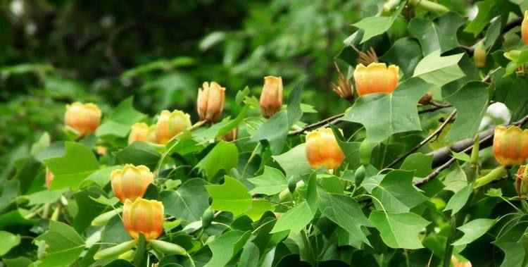 倾听来自濒危植物的心声,生态系统中的生产者