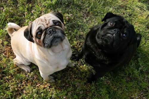 中国6大“本土”犬种，看看你都认识哪几种？