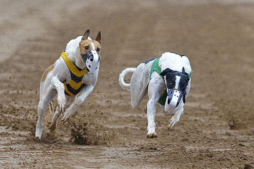 格力犬后腿无力能练出来吗,格力犬后腿无力能