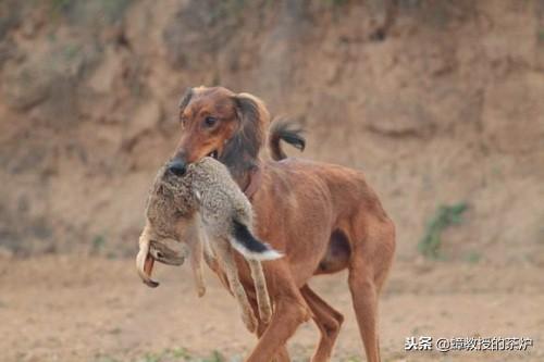 中国十大“猛犬”：个个凶猛无比，藏獒也只能屈居第二