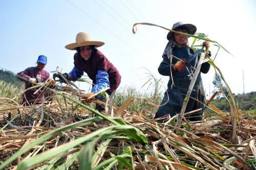 为什么广西甘蔗糖业慢慢走向了衰退？糖厂：网友们总结得非常到位