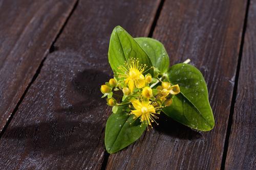 女巫必学的魔药学究竟是什么?魔法精油真的有用吗? 女巫必学的魔药学究竟是什么?魔法精油真的有用吗?