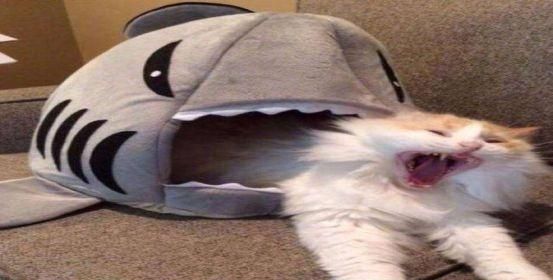 猫猫与鲨鱼:可爱萌猫遇上凶猛鲨鱼 会发生什么呢?