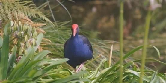 世界“最贵最会潜水的鸡”，身价100万，如今快被灭绝！
