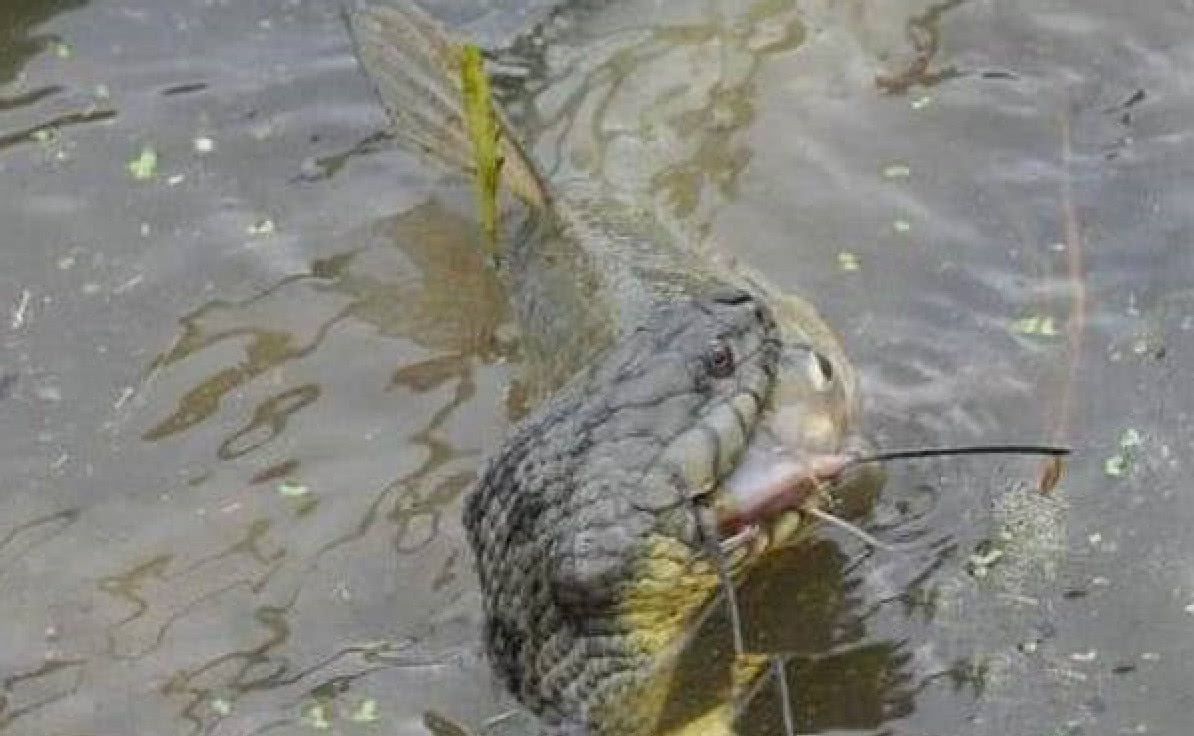 小伙河边钓鱼,突然看见鱼游出水面,伸手去抓被后来的事吓坏了!