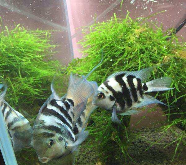 「鱼百科」--迷你鹦鹉(宝蓝迷你鹦鹉)