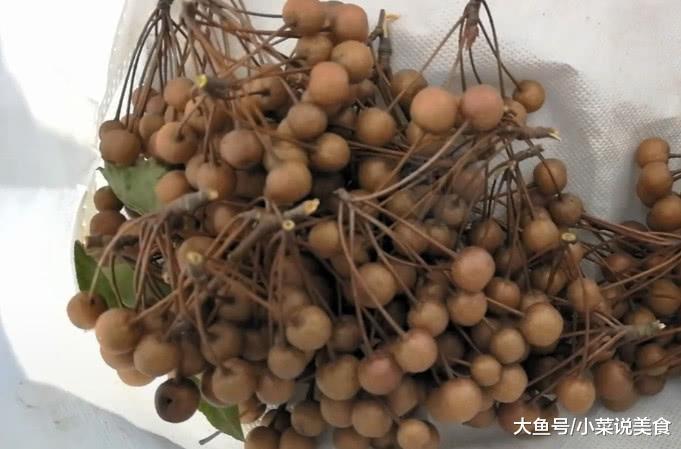 有种野果客家人叫做"糖梨子"树上都是果子 看完觉得好想吃