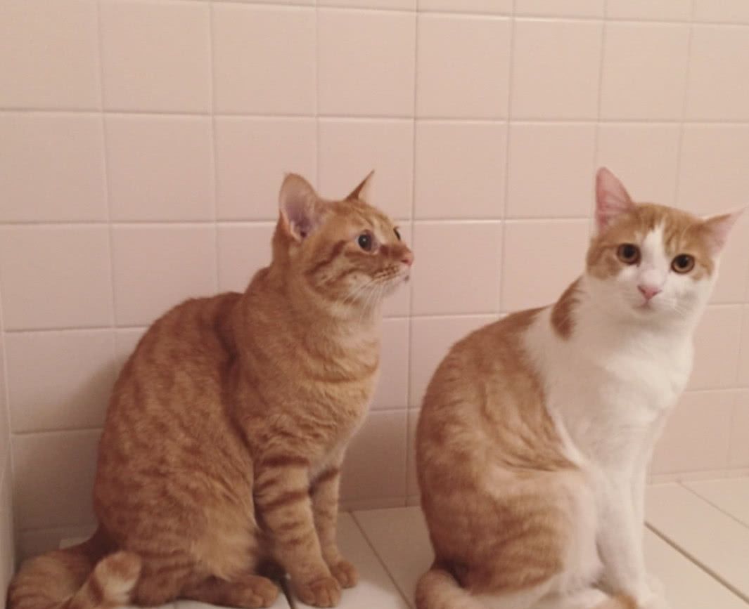 朋友带橘猫来玩,家里的母猫来精神了,做出的举动让宠主丢尽脸!