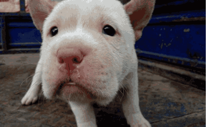 中国本土有哪些厉害的猎犬? 贵州下司犬有望成警犬