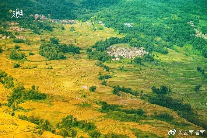 秋天，元陽(yáng)梯田的稻谷成熟，隨著山勢(shì)的起伏