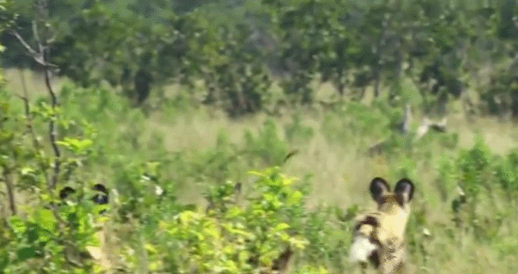 741_393gif 动态图 动图