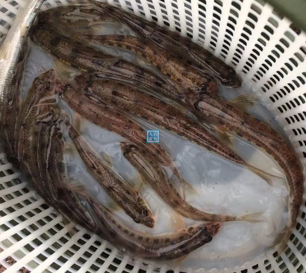 长江钓鱼,野钓船丁鱼的详细教学方案,爆钓