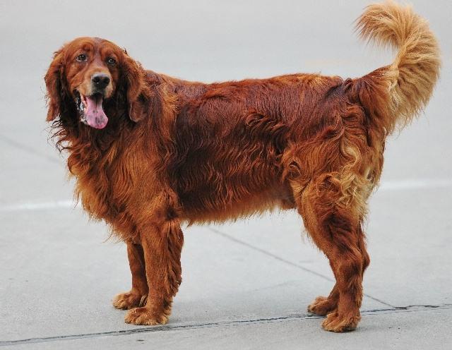 什么狗没有体味?十大体味最小最干净的犬!你的