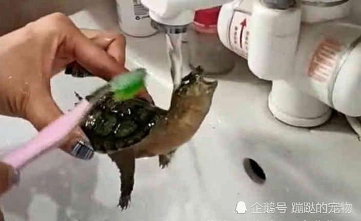 女子在给乌龟洗澡,它却想方设法地喝水,