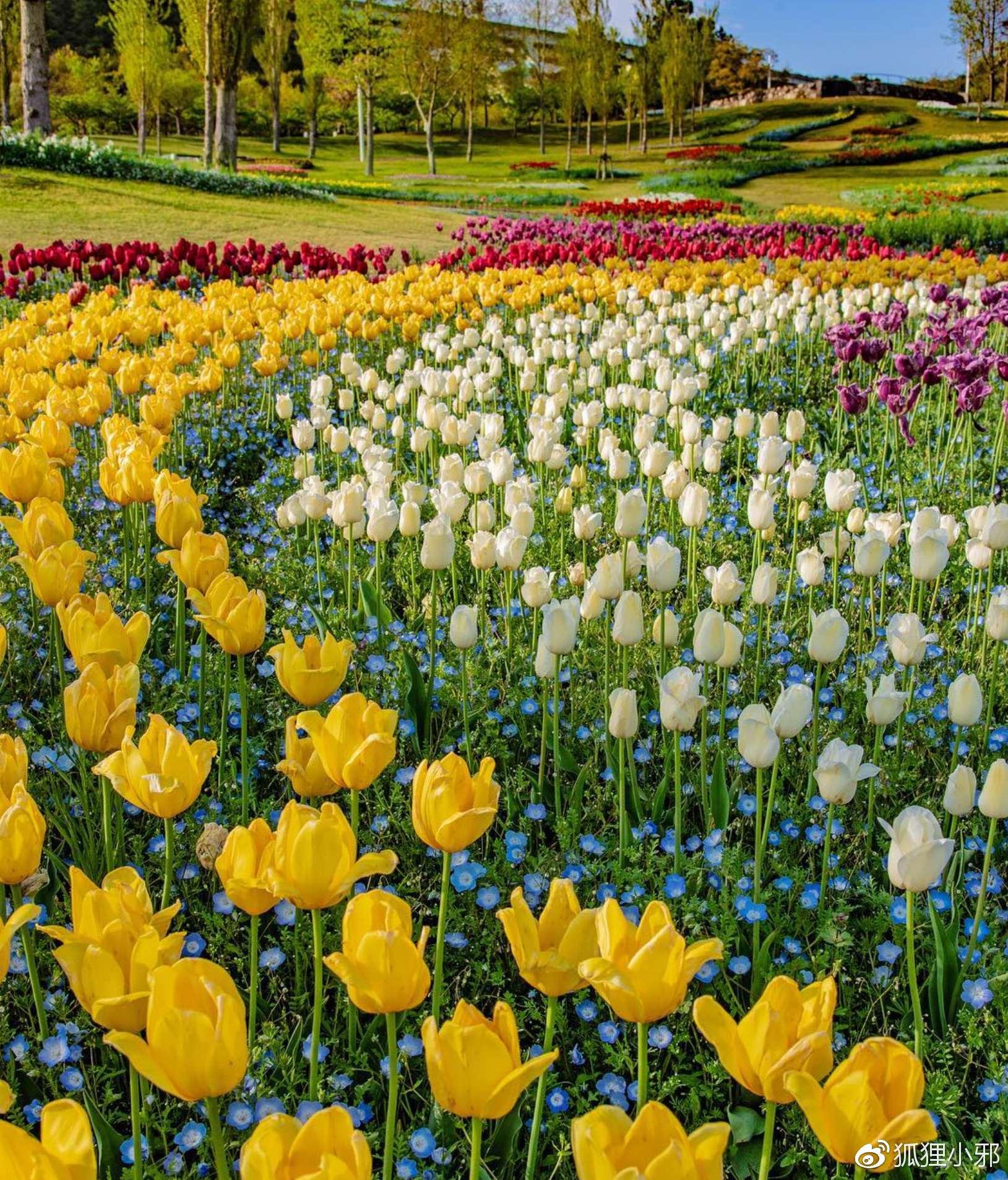 櫻花過(guò)后也不寂寞！日本關(guān)西4大追花秘境，超壯觀的花海讓人很想去