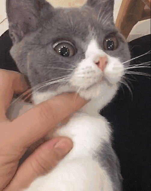 猫咪竟然成功变成老公的小情人,麻麻:老公是我的好吗?