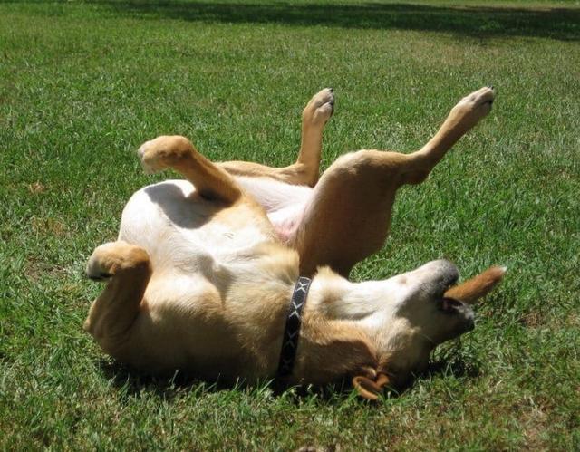 狗狗突然癫痫抽搐,你需要知道这4件事,然后马上挪开家具