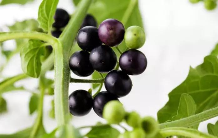 阳台盆栽“黑珍珠”，漂亮还能吃，营养价值高，甚是珍贵！